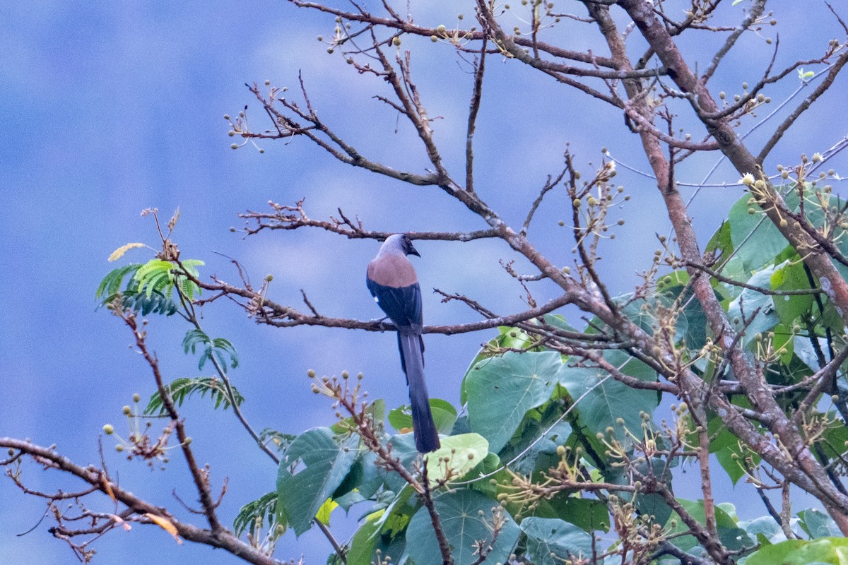 Gray Treepie - ML634239165