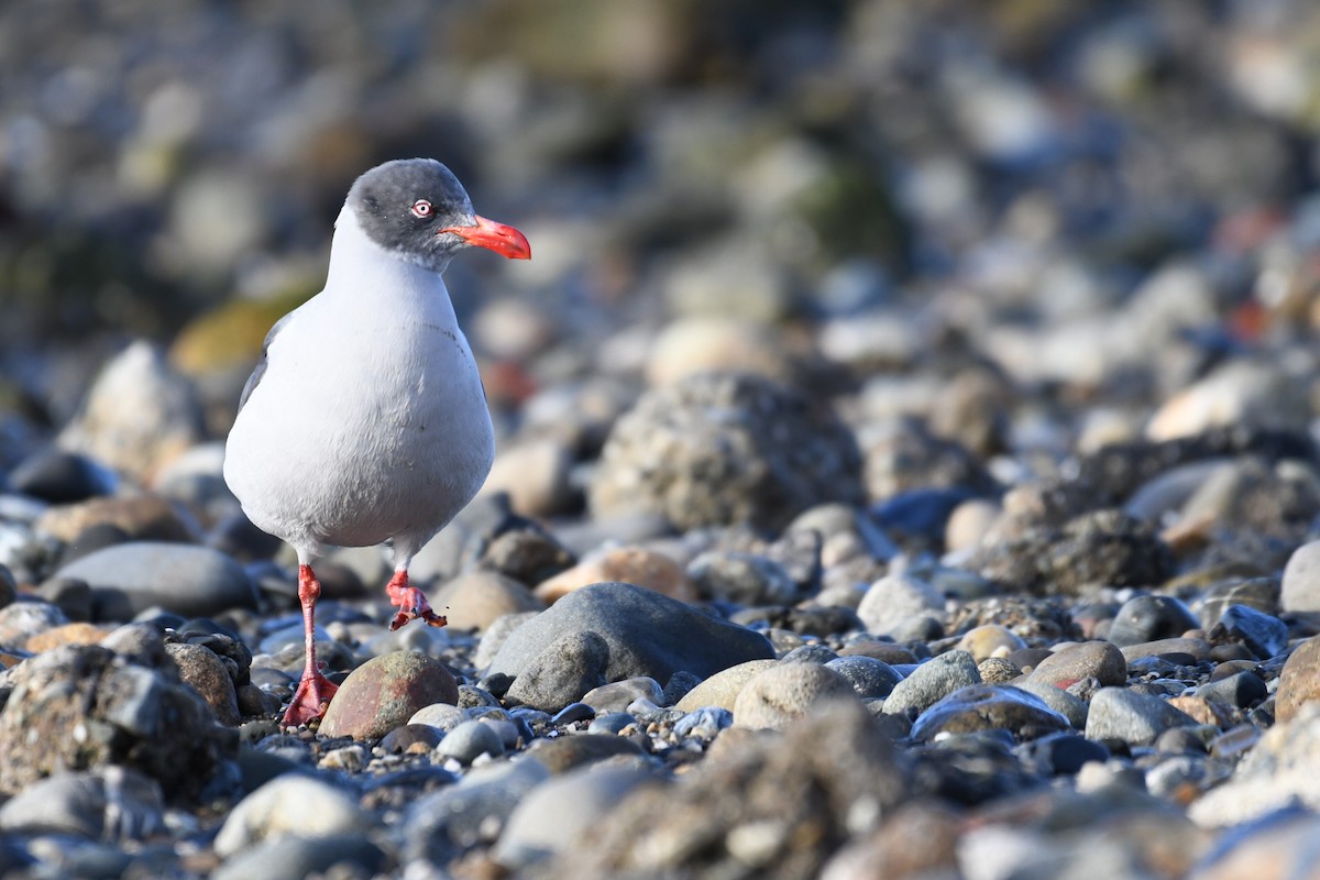 Dolphin Gull - ML634239414