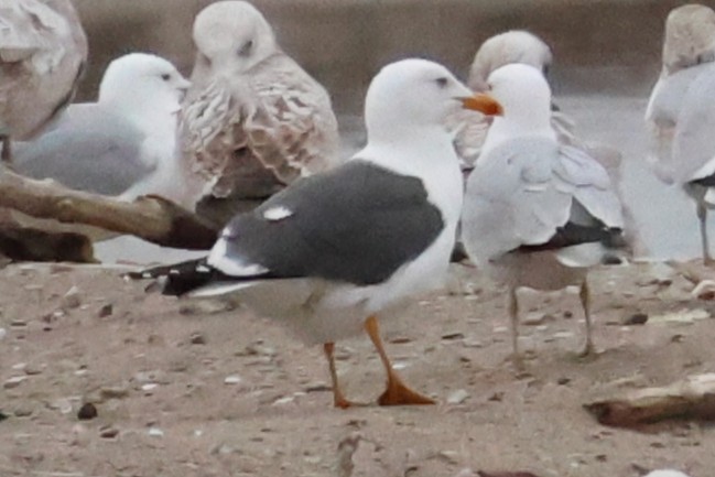 Heringsmöwe - ML634239462