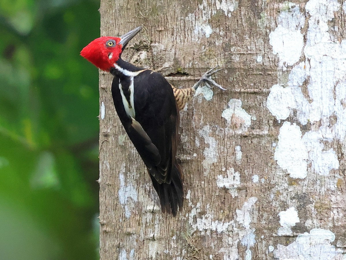 Guayaquil Woodpecker - ML634239533