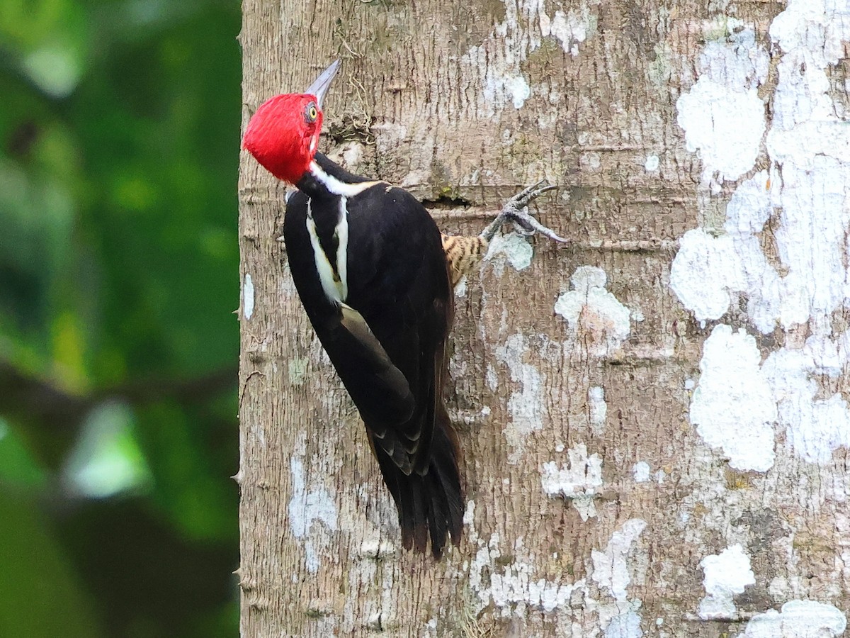 Guayaquil Woodpecker - ML634239536
