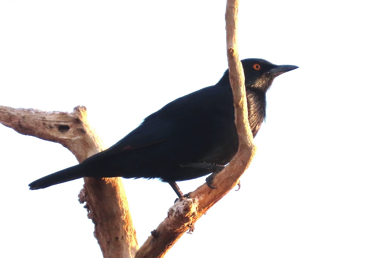 Pale-winged Starling - ML634239598