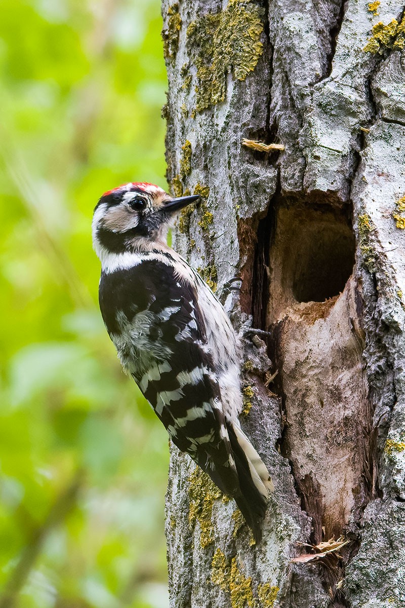 Lesser Spotted Woodpecker - ML634239608