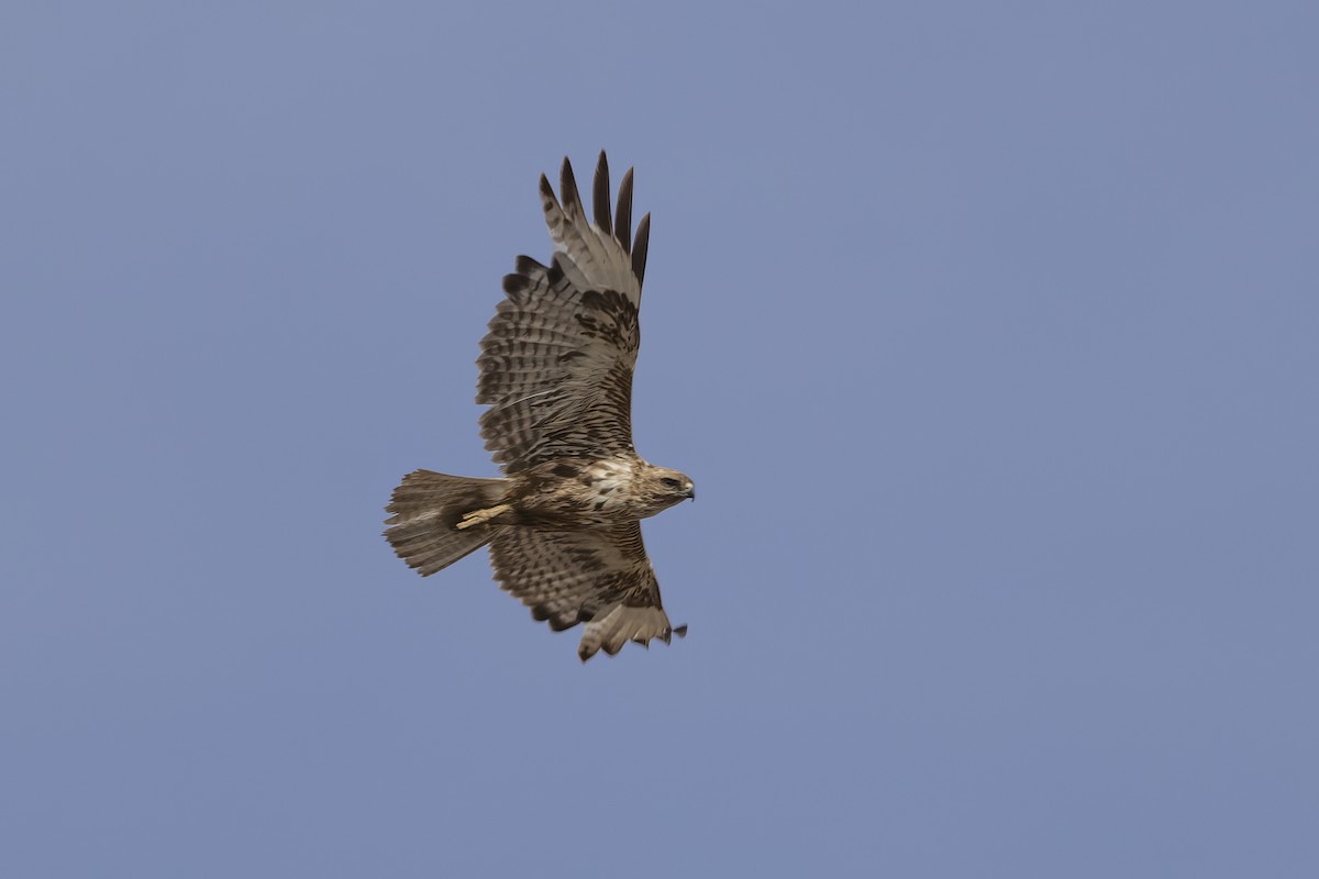 Common Buzzard (Canary Is.) - ML634239723