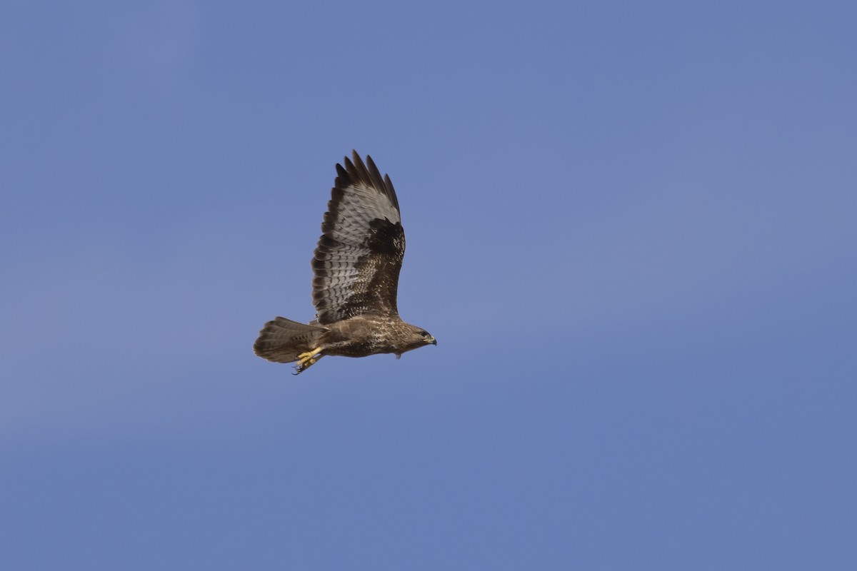 Common Buzzard (Canary Is.) - ML634239724