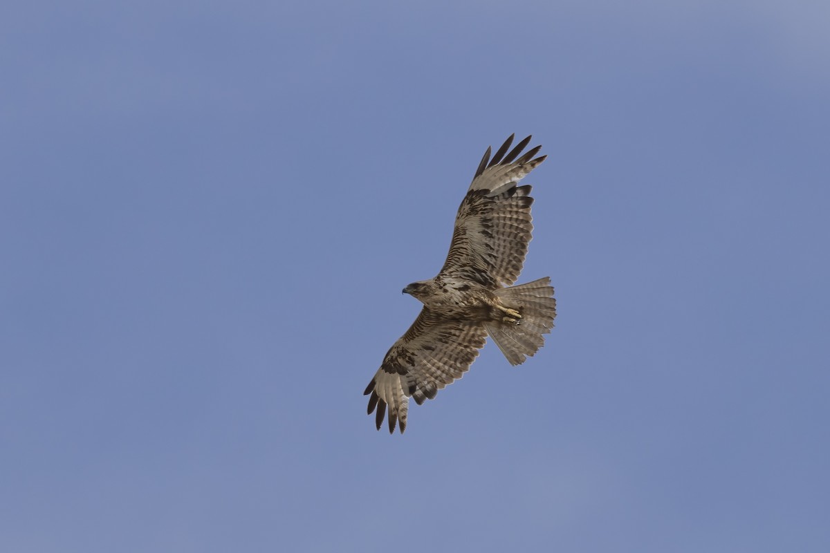 Common Buzzard (Canary Is.) - ML634239727