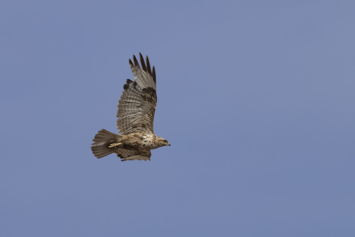 Common Buzzard (Canary Is.) - ML634239730