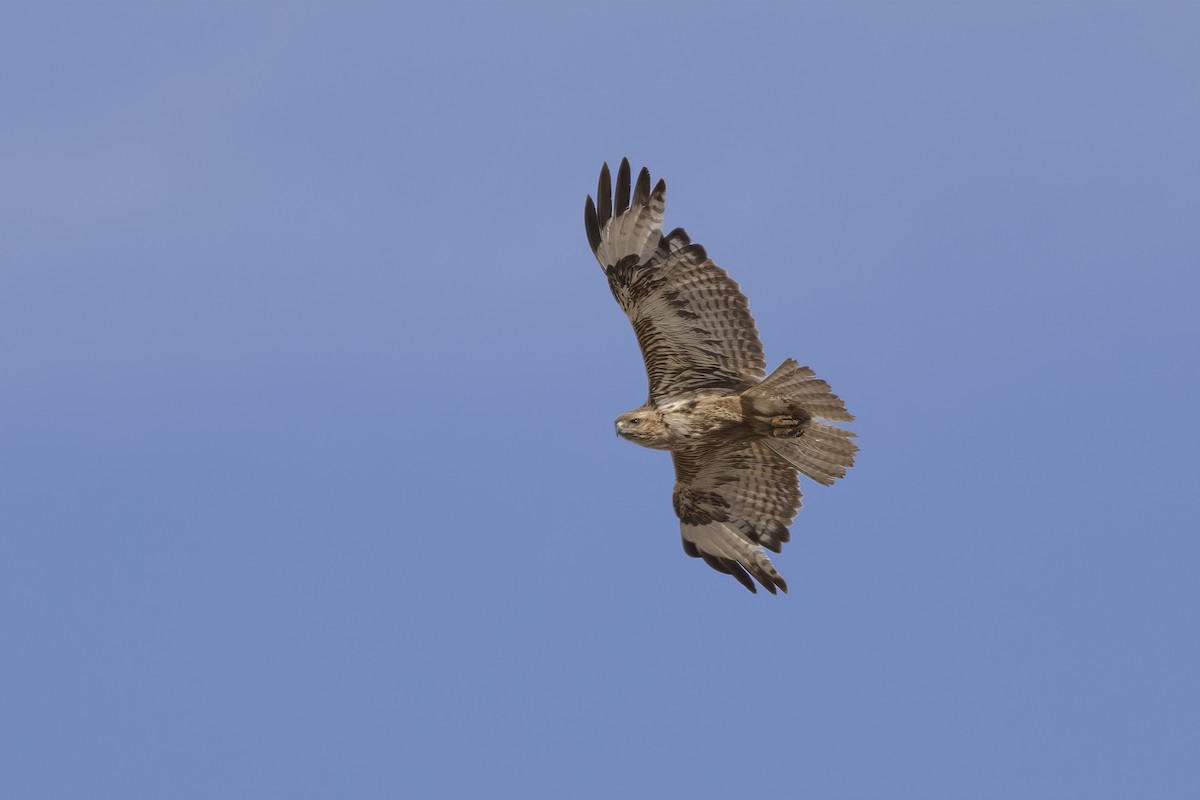 Common Buzzard (Canary Is.) - ML634239732