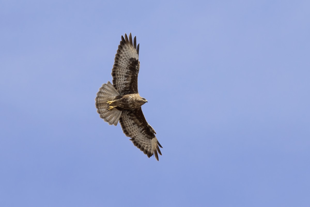 Common Buzzard (Canary Is.) - ML634239735