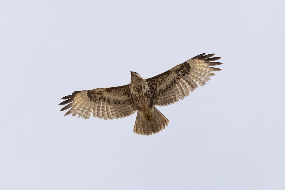Common Buzzard (Canary Is.) - ML634239736