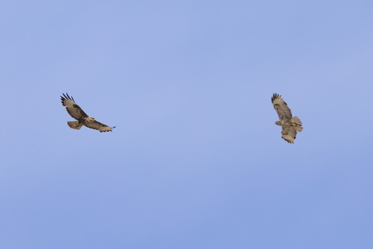 Common Buzzard (Canary Is.) - ML634239737