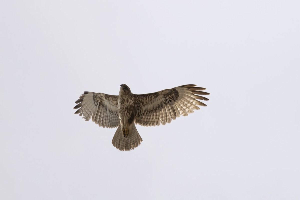 Common Buzzard (Canary Is.) - ML634239738