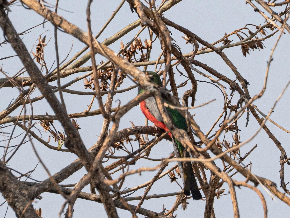 Elegant Trogon - ML634239976