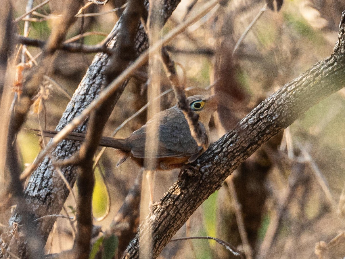 Lesser Ground-Cuckoo - ML634239994