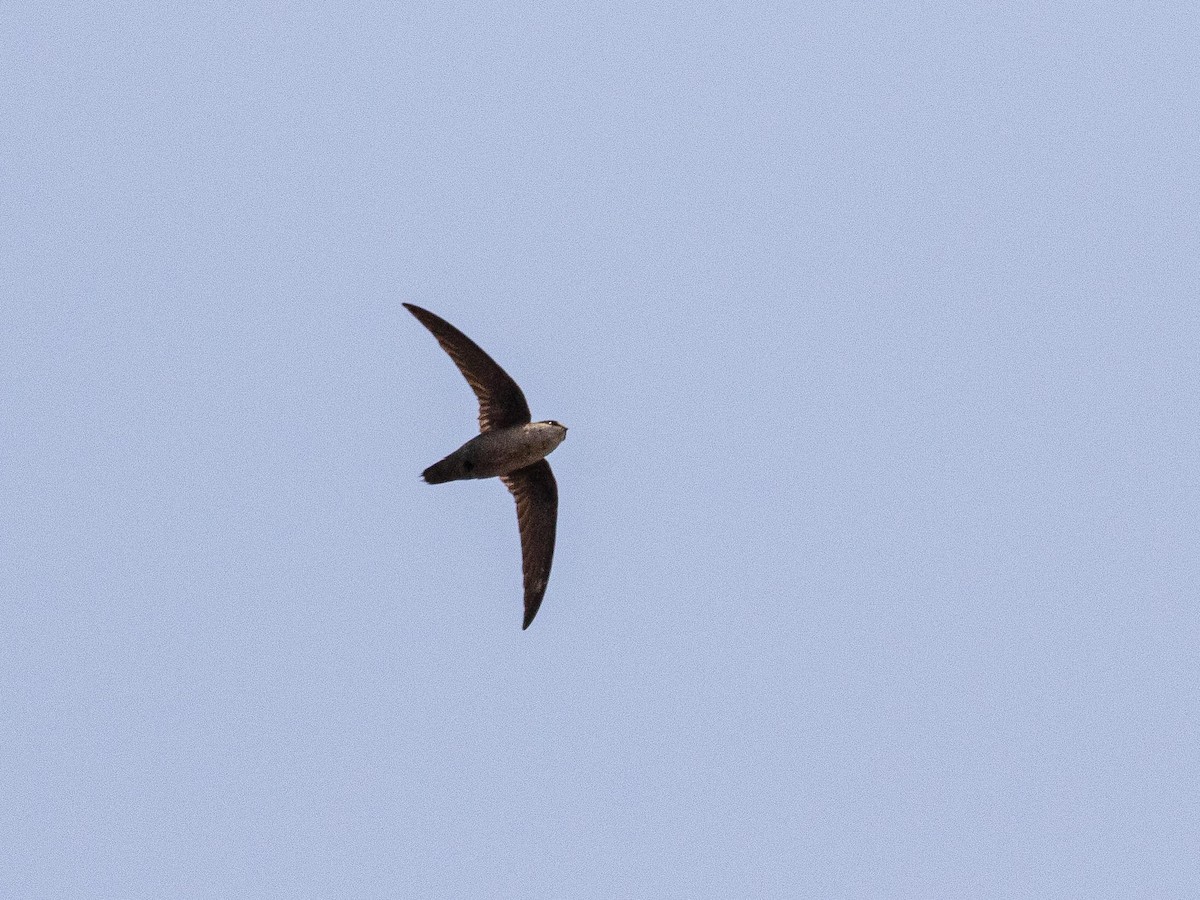 Vaux's Swift - ML634240031