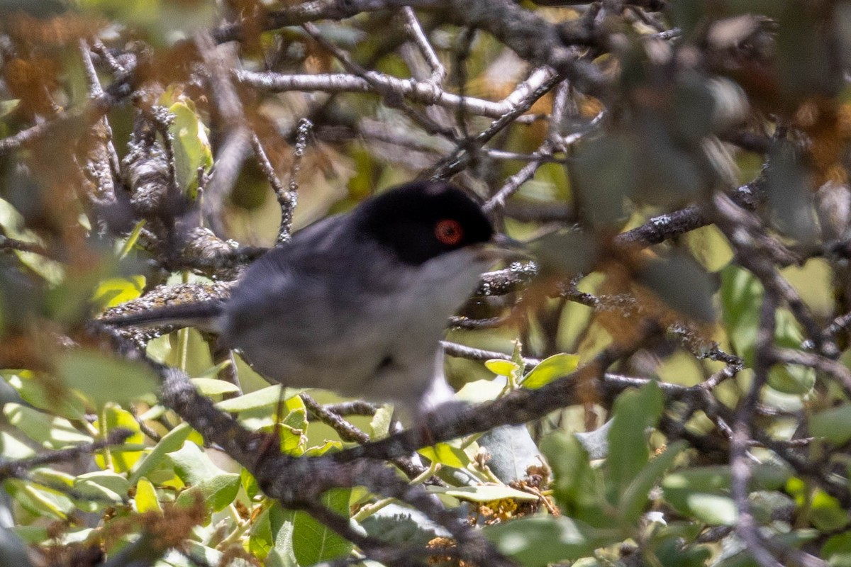 Sardinian Warbler - ML634240349