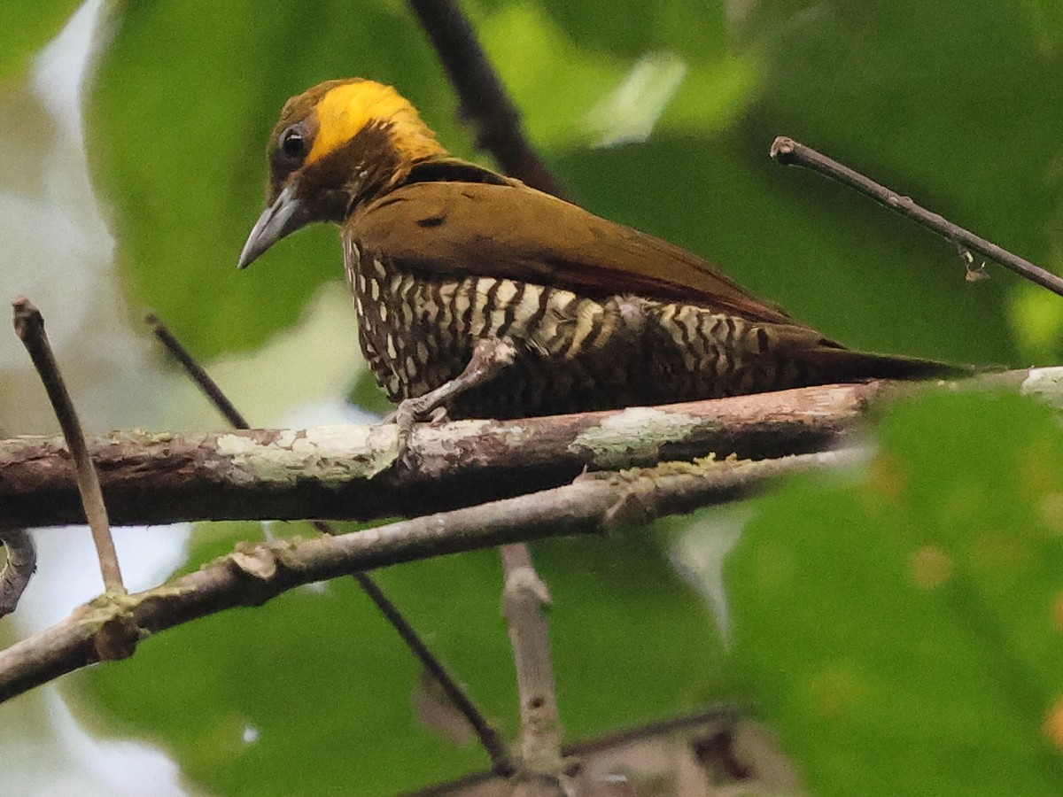 Lita Woodpecker - ML634240384