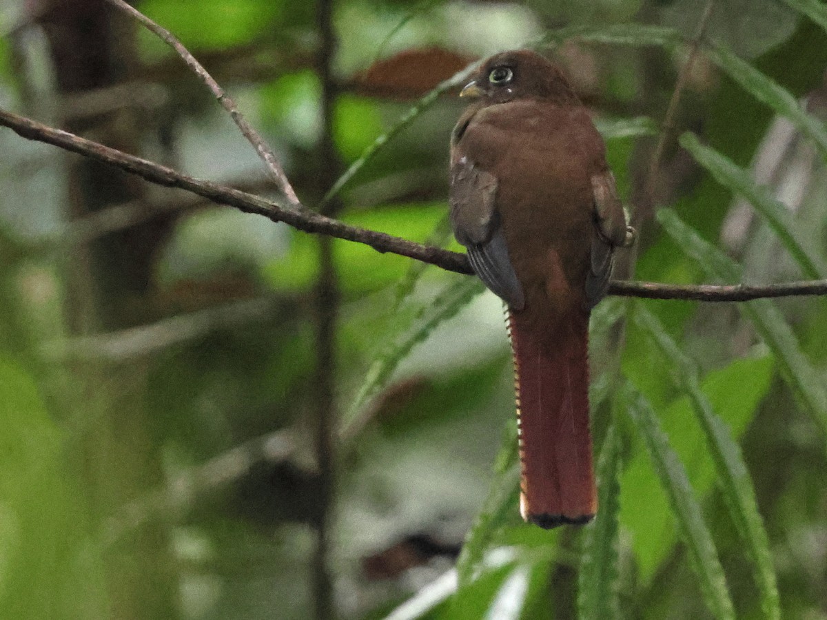 Choco Black-throated Trogon - ML634240406