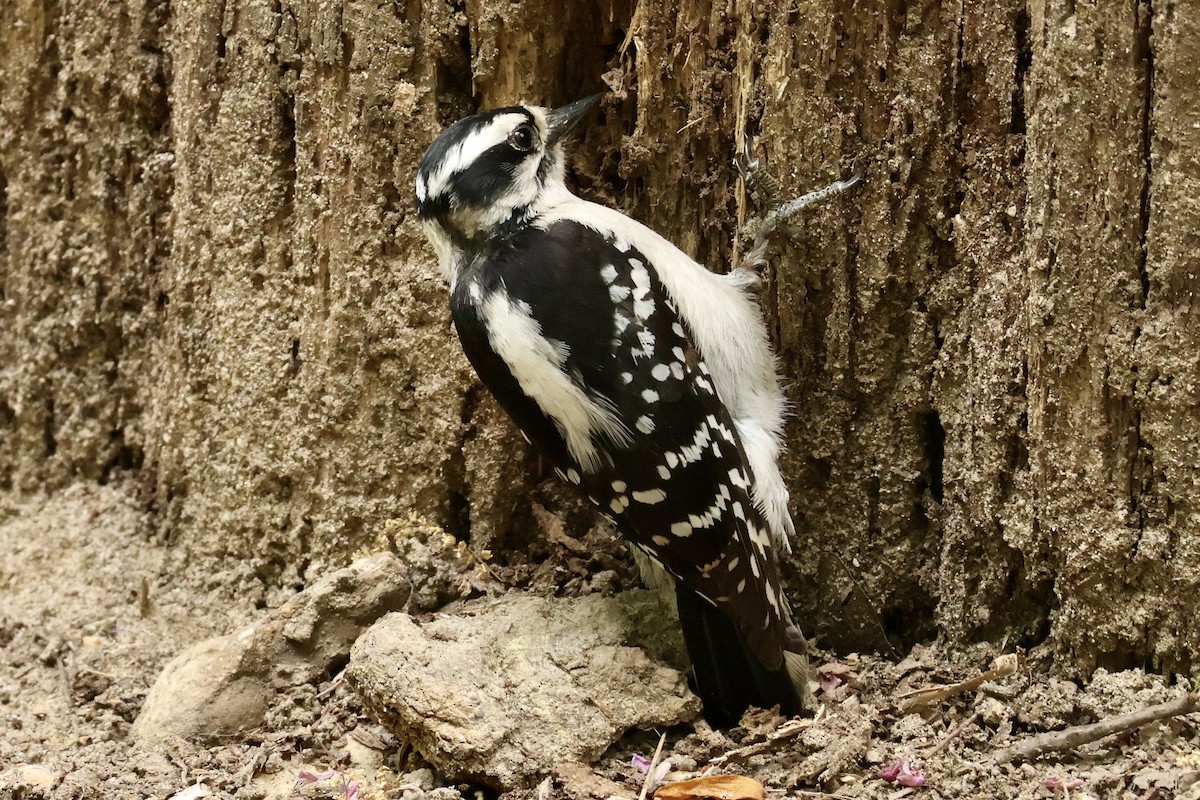Downy Woodpecker - ML634240411