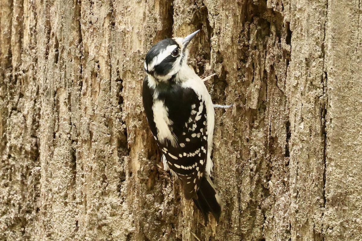 Downy Woodpecker - ML634240412