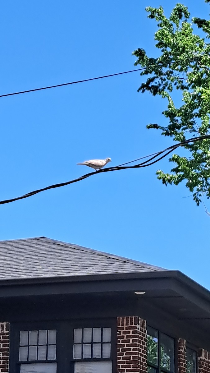 Eurasian Collared-Dove - ML634240415