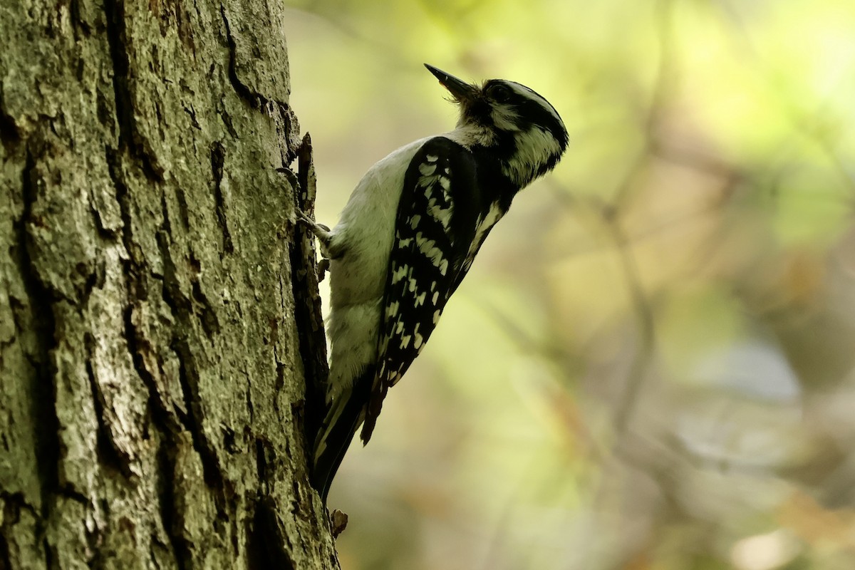 Hairy Woodpecker - ML634240423