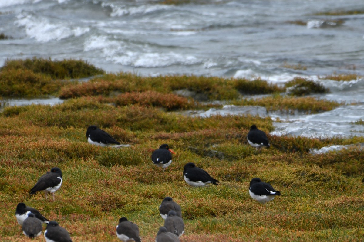 Magellanic Oystercatcher - ML634240501