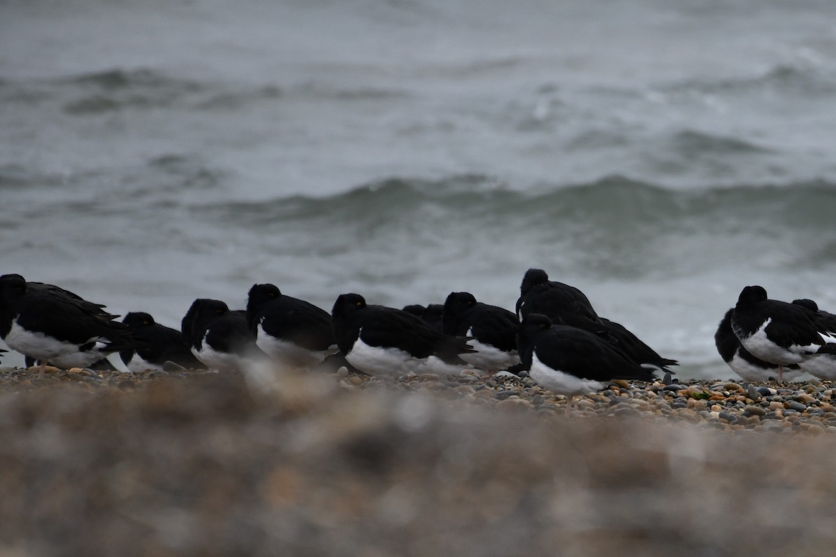 Magellanic Oystercatcher - ML634240530