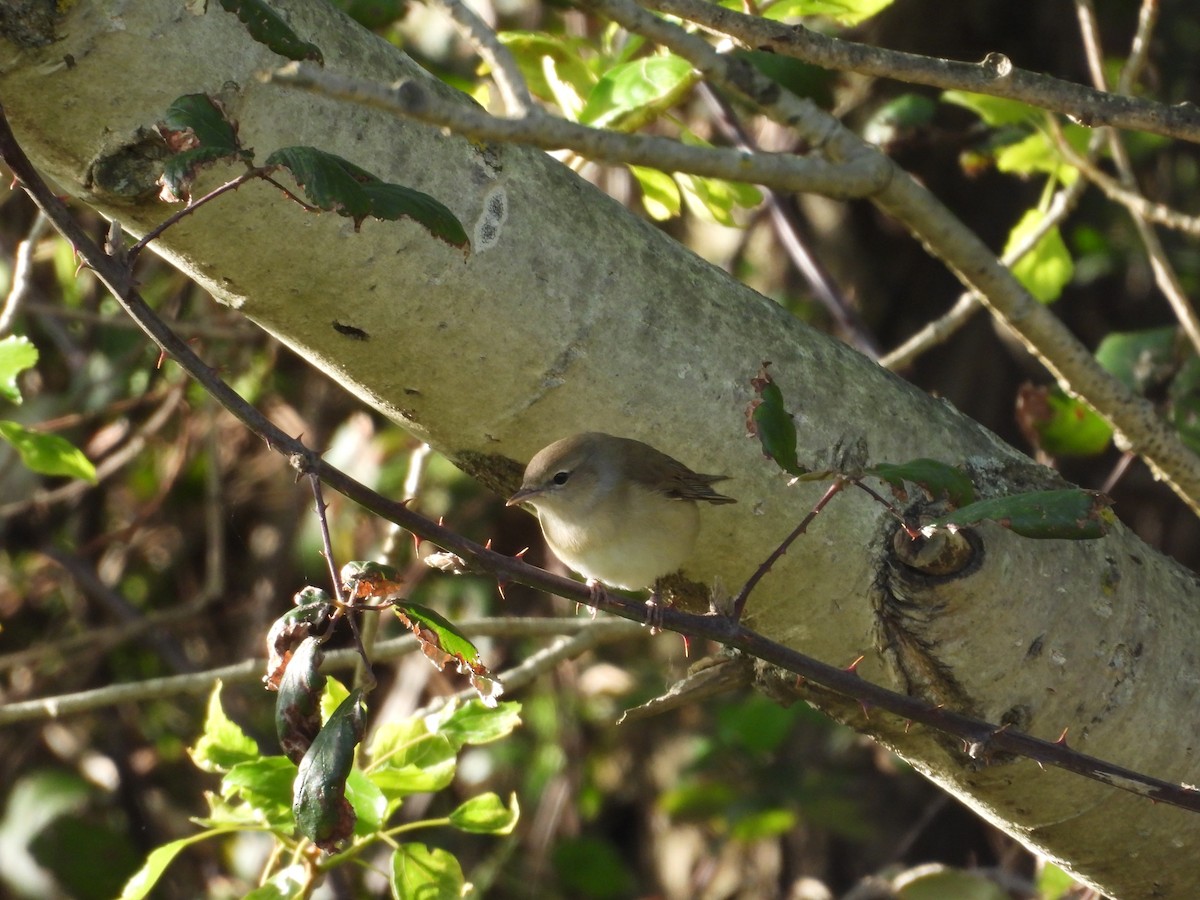Garden Warbler - ML634240560