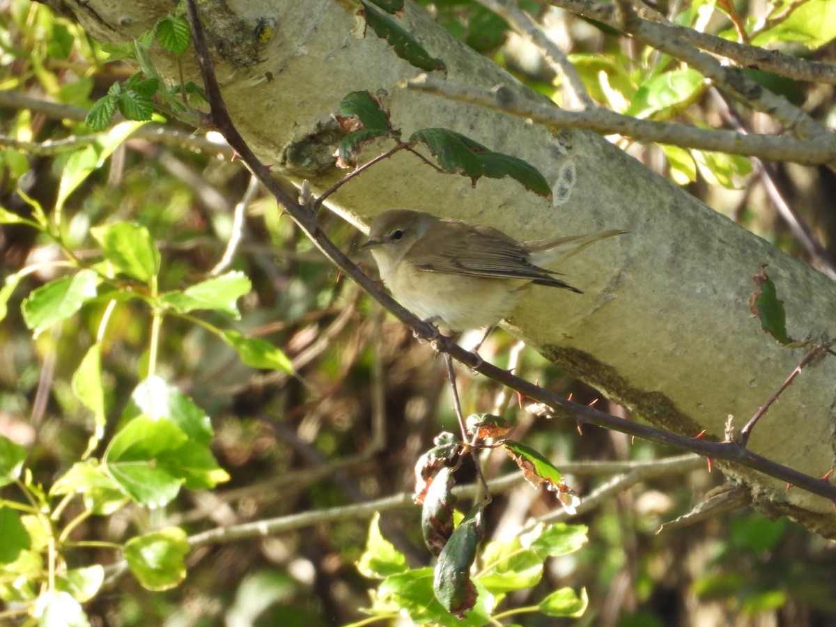 Garden Warbler - ML634240561