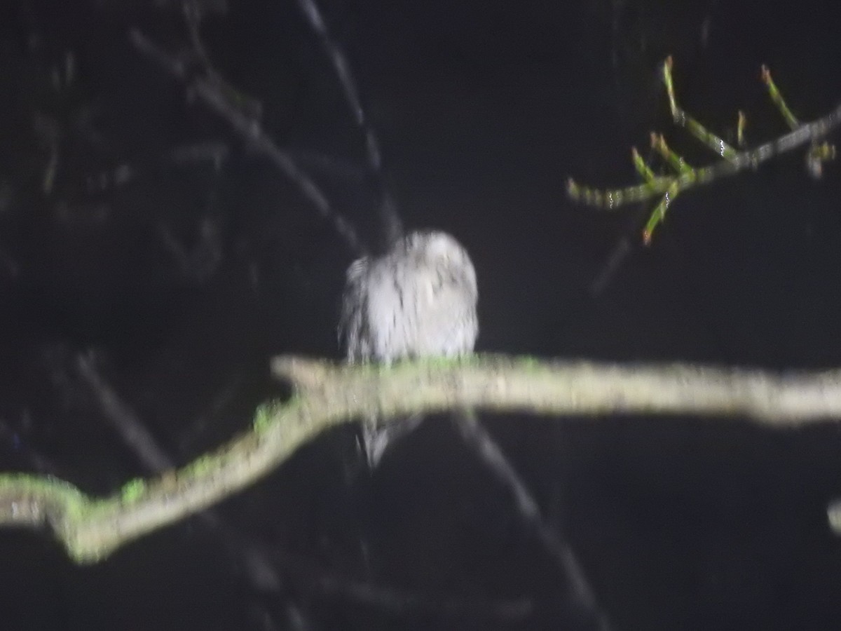 Eurasian Scops-Owl - ML634240626