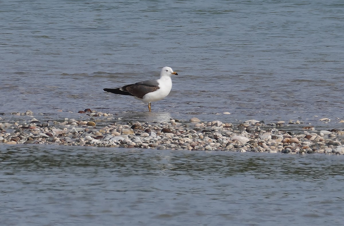 Heringsmöwe - ML634240697