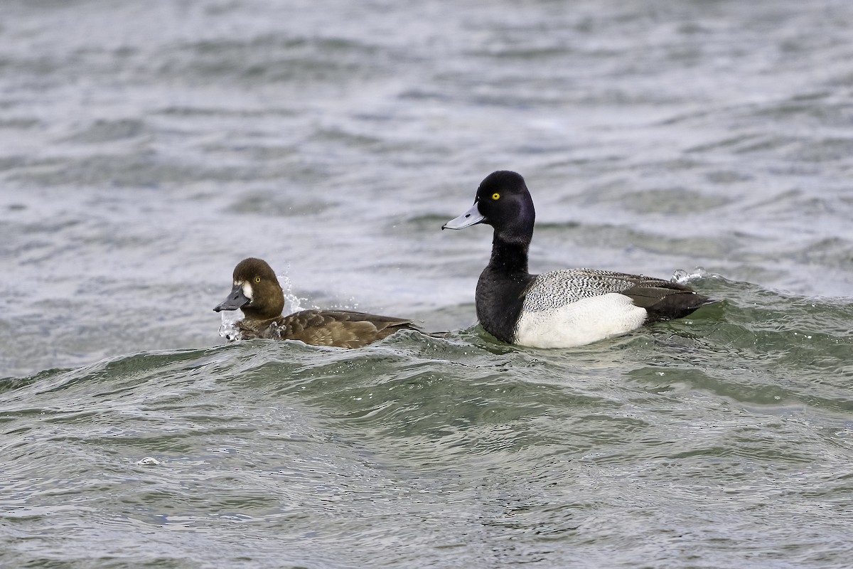 Lesser Scaup - ML634240768