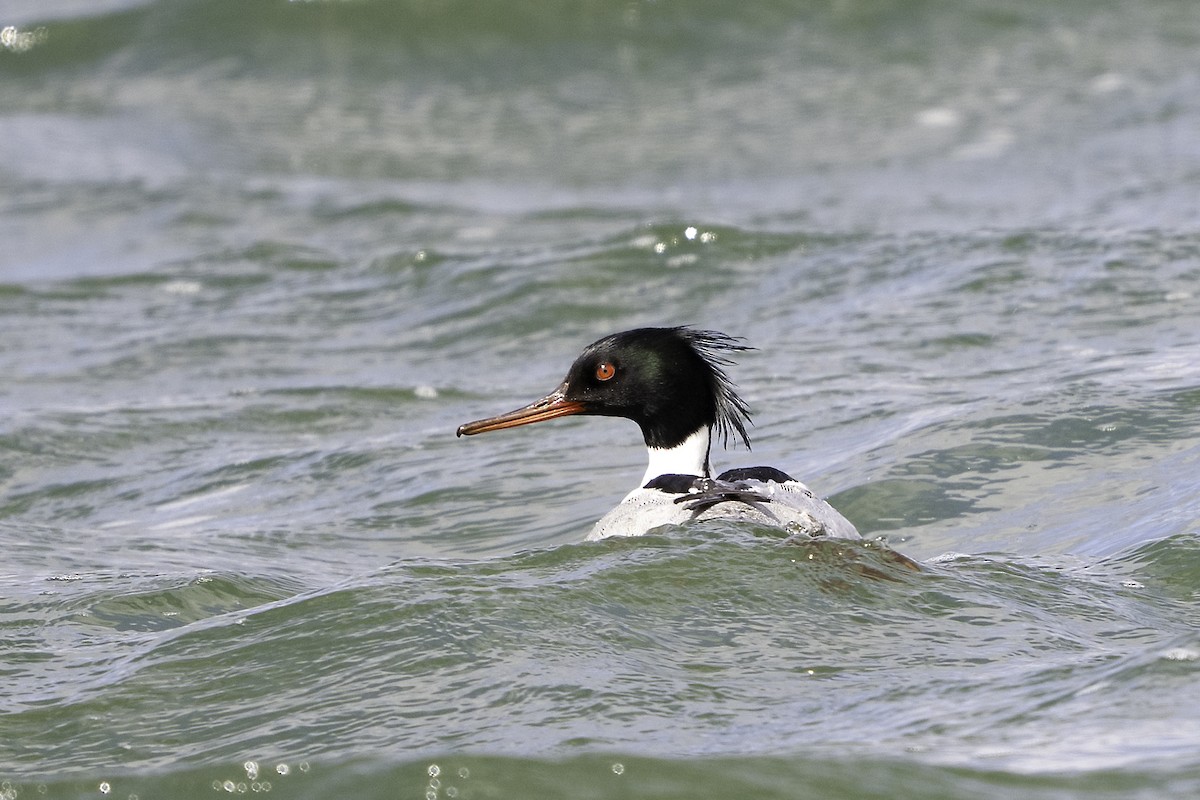Red-breasted Merganser - ML634240801
