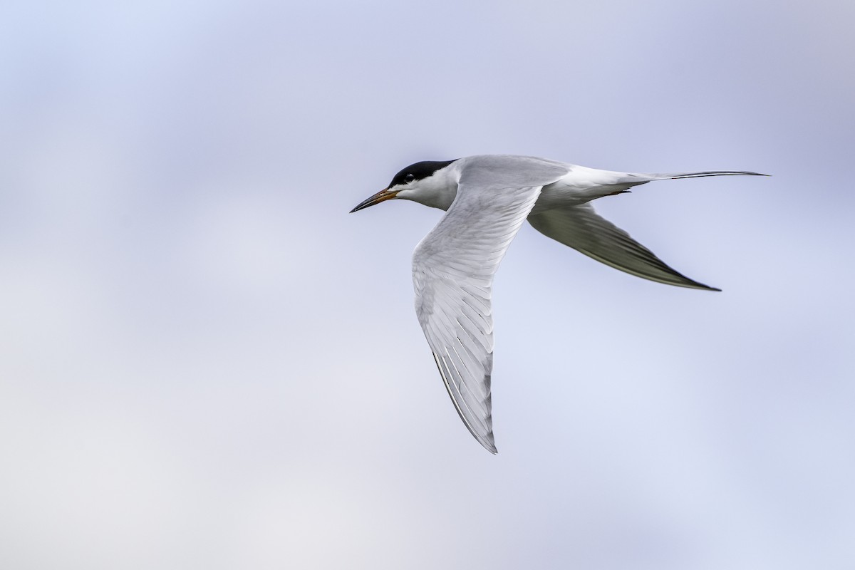 Forster's Tern - ML634240814