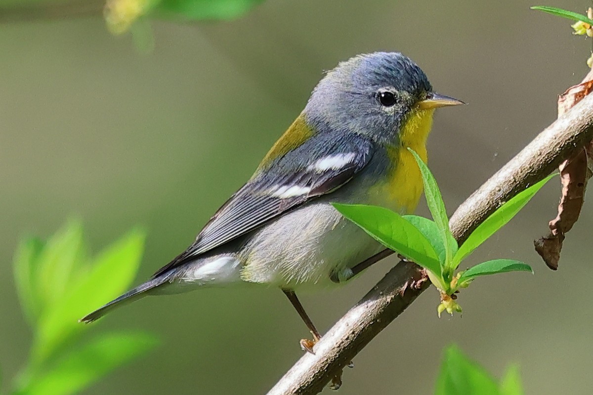 Northern Parula - ML634240894