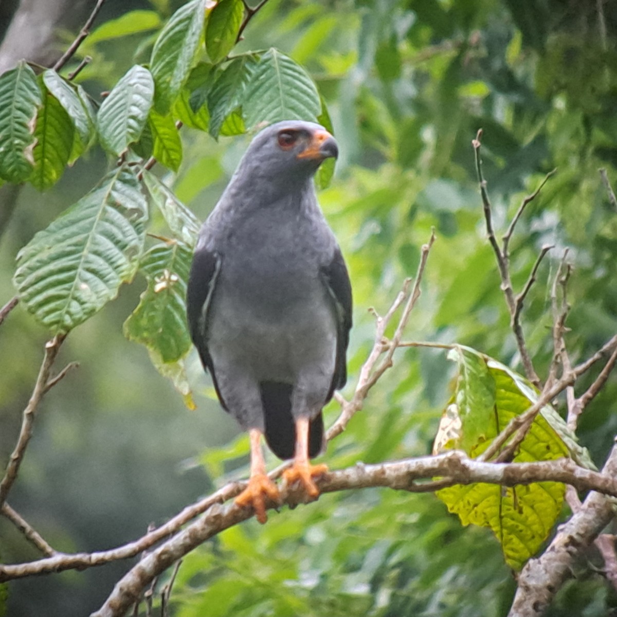 Plumbeous Hawk - ML634240944