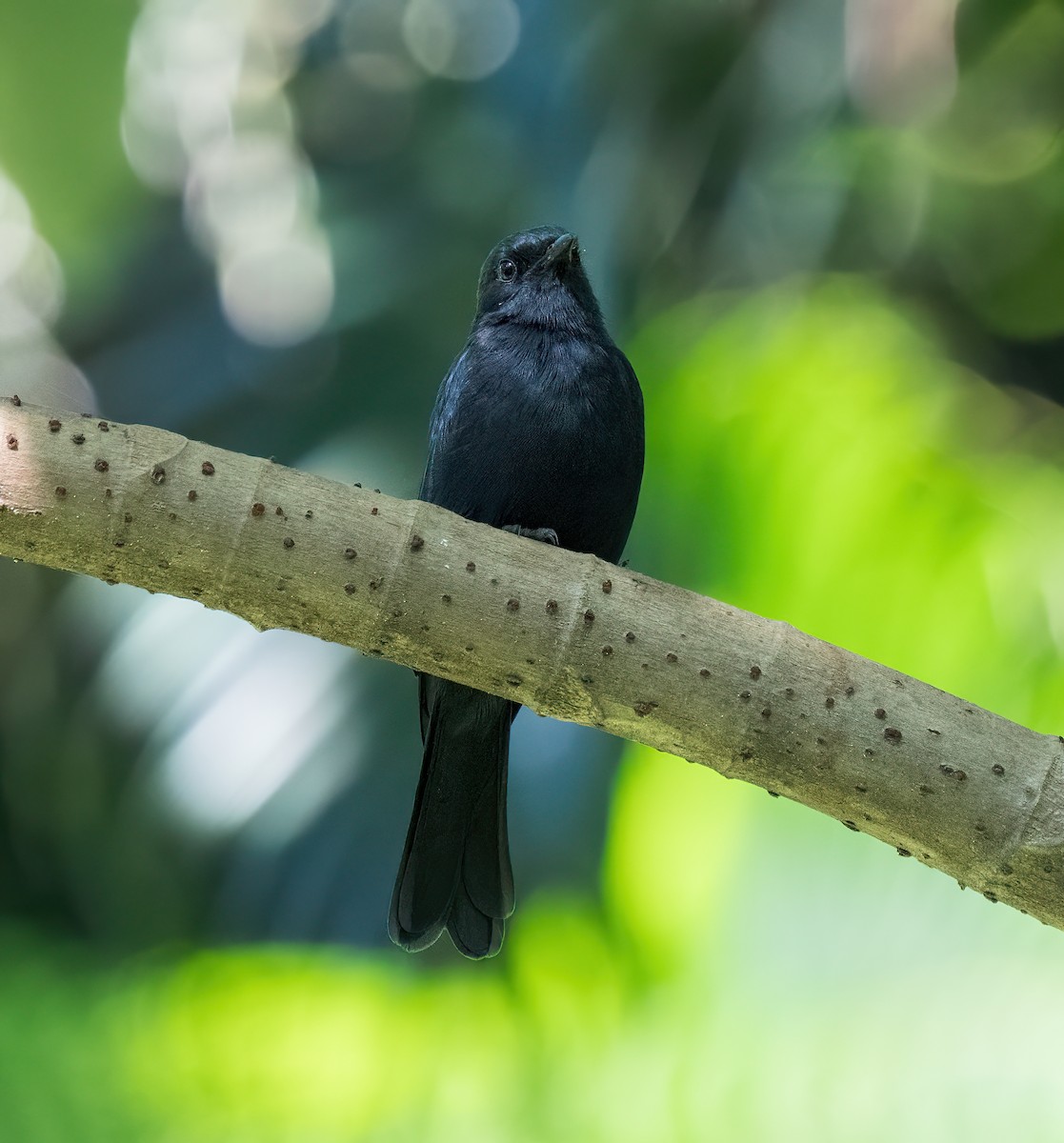 Southern Black-Flycatcher - ML634241020