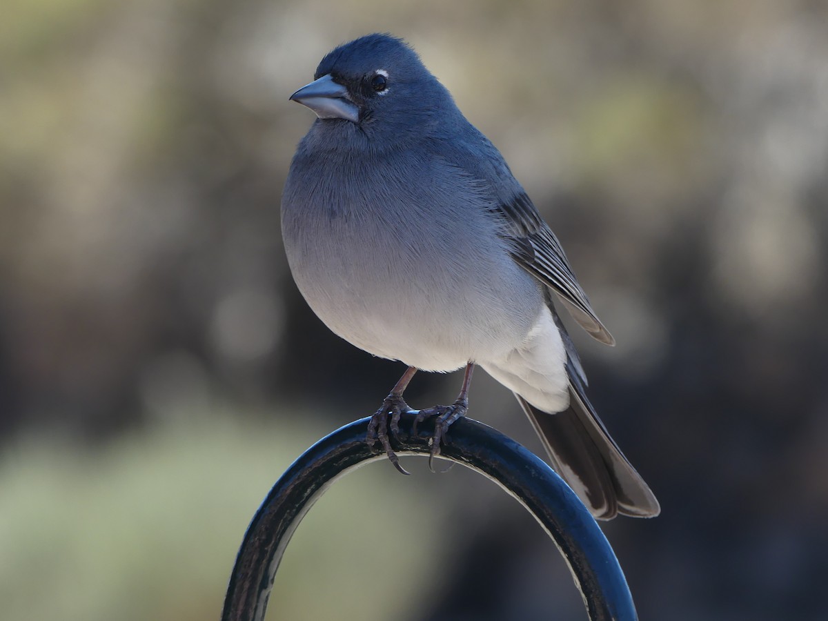 Pinzón Azul de Tenerife - ML634241087
