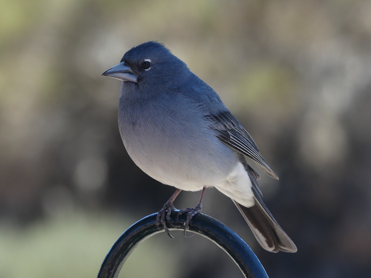 Pinzón Azul de Tenerife - ML634241088