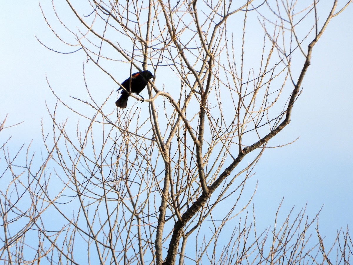 Red-winged Blackbird - ML634241098