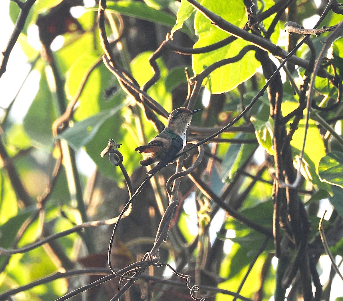 Short-crested Coquette - ML634241119