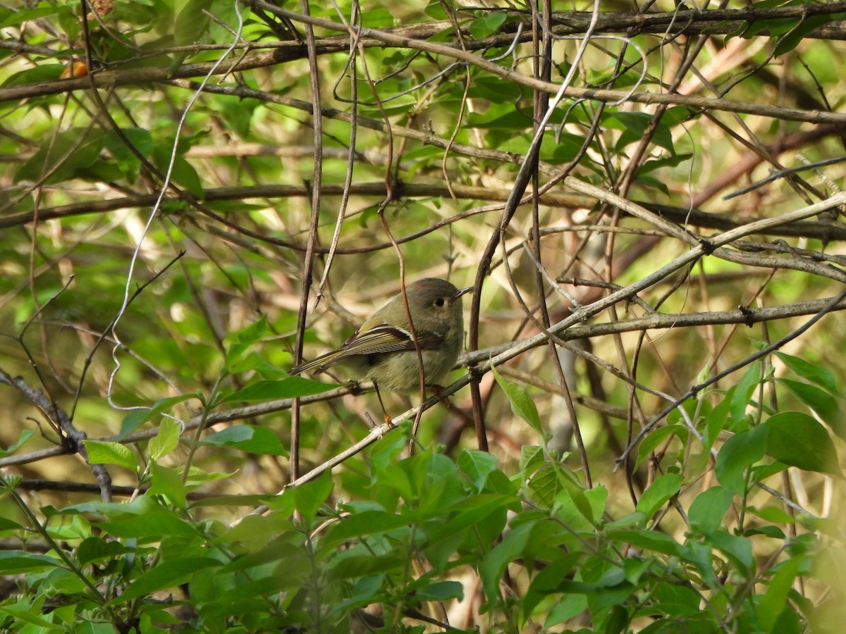 Ruby-crowned Kinglet - ML634241128