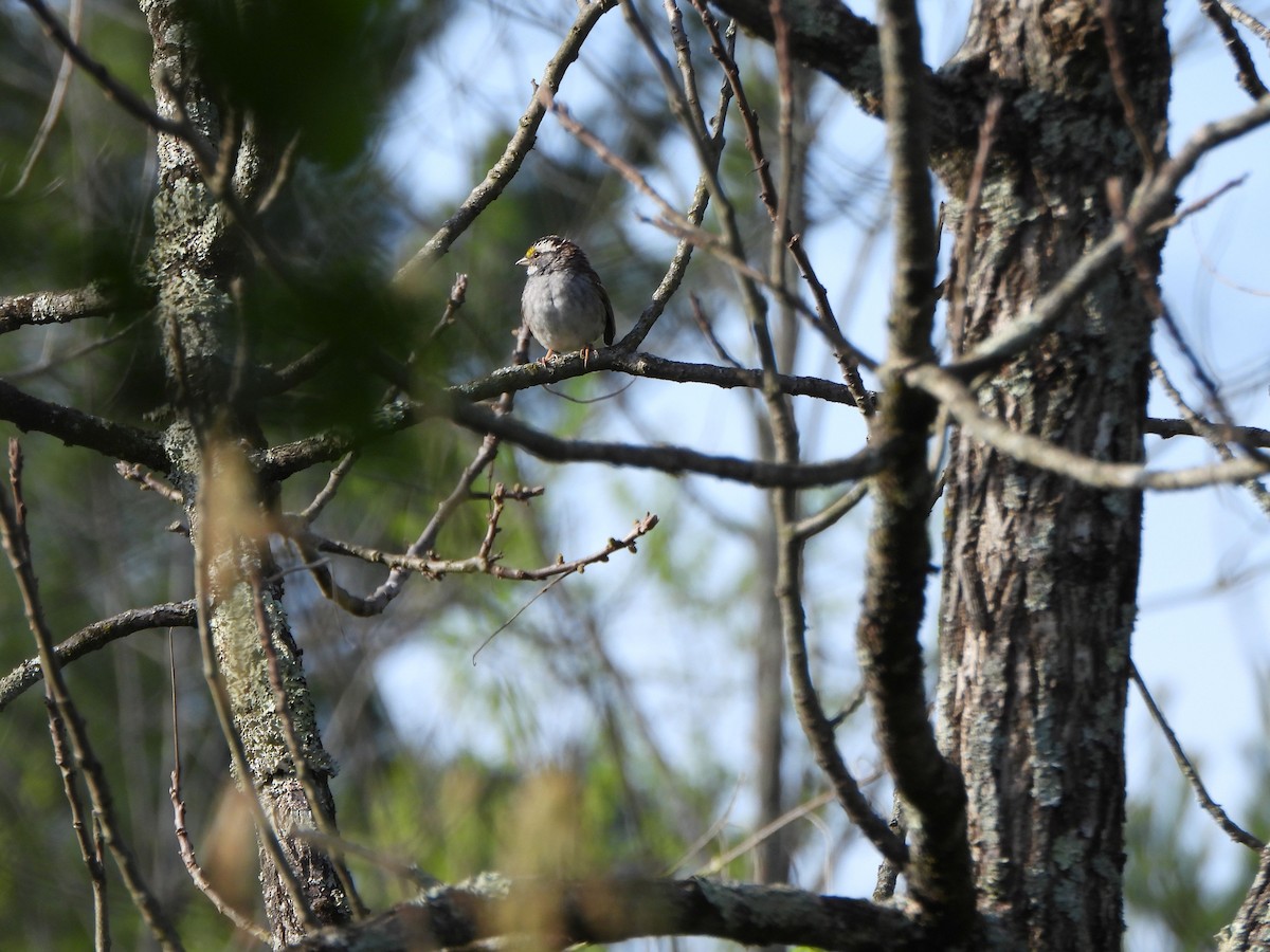 White-throated Sparrow - ML634241139