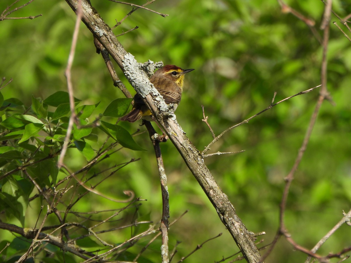 Palm Warbler - ML634241152