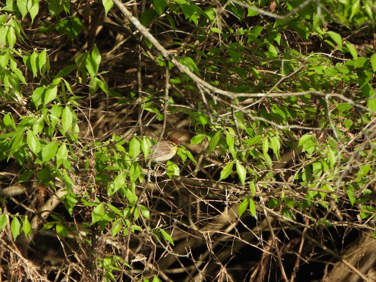 Palm Warbler - ML634241154