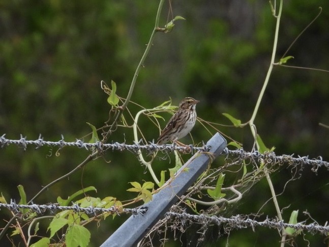Savannah Sparrow - ML634241161