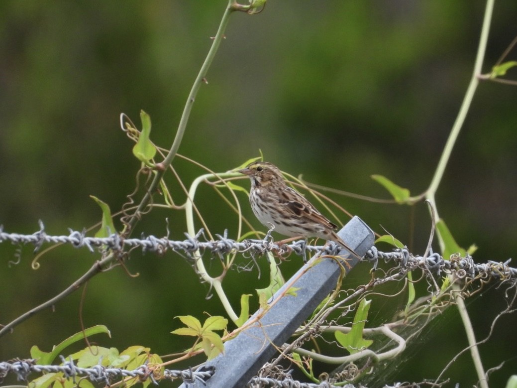Savannah Sparrow - ML634241162