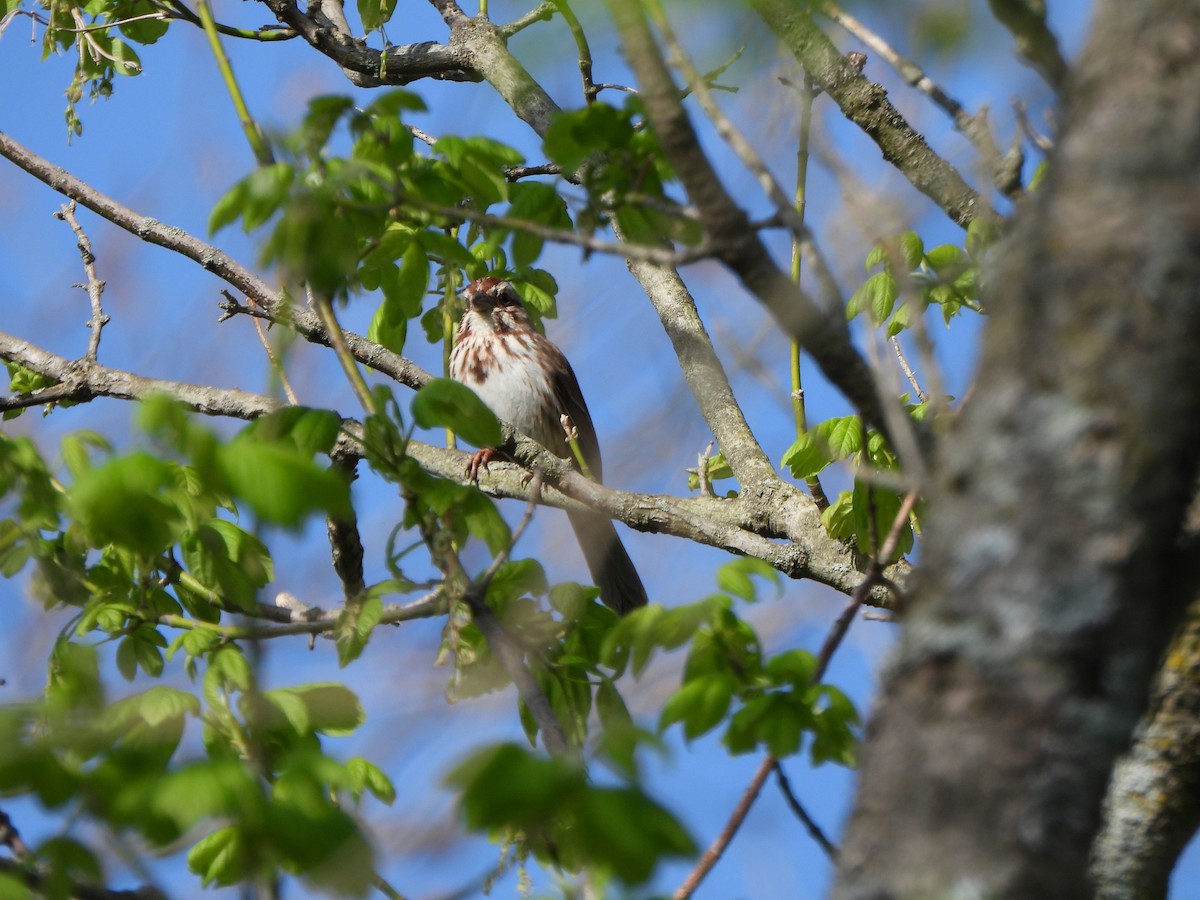 Song Sparrow - ML634241164