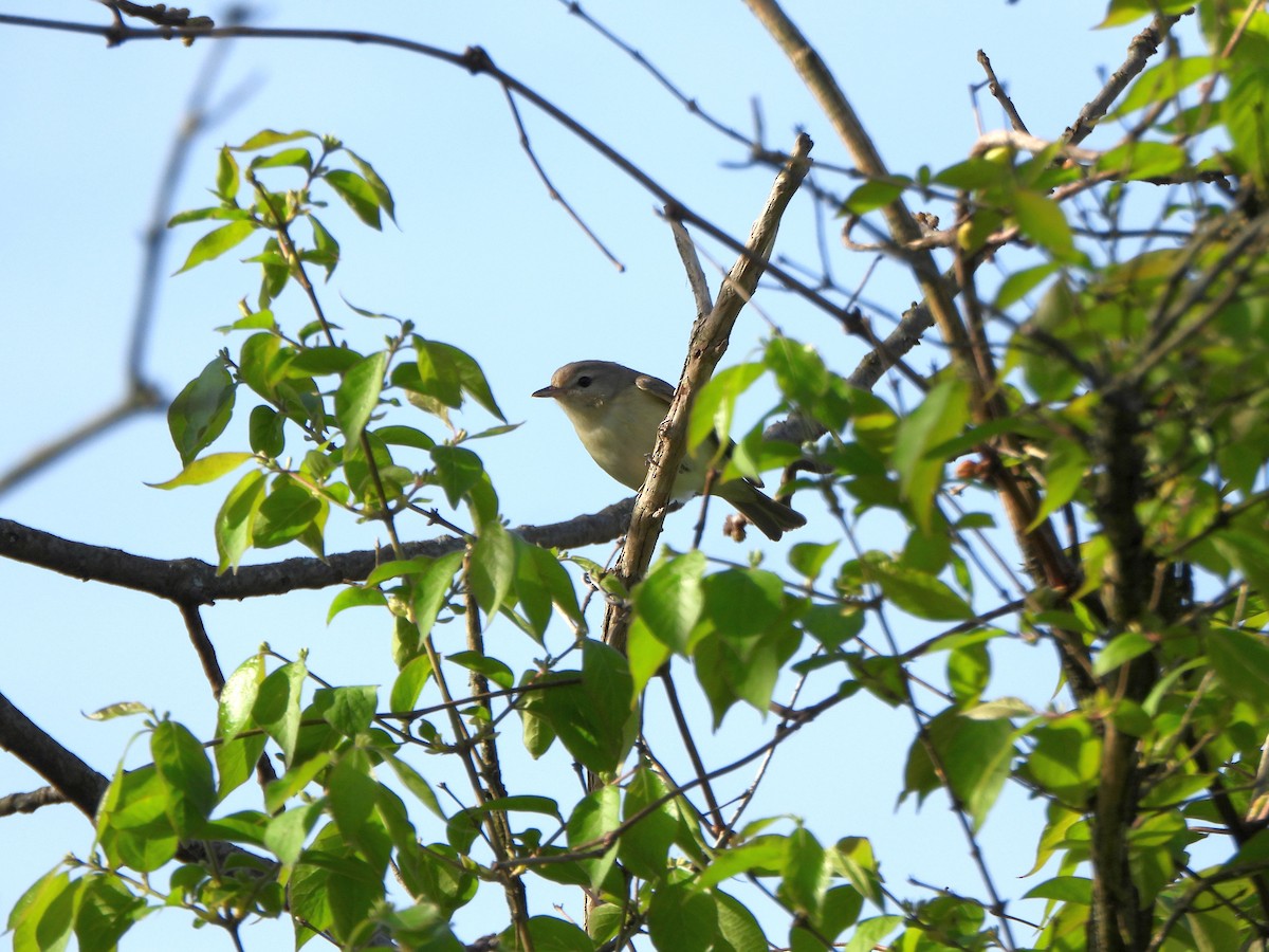 Warbling Vireo - ML634241170
